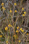 Longleaf sunflower